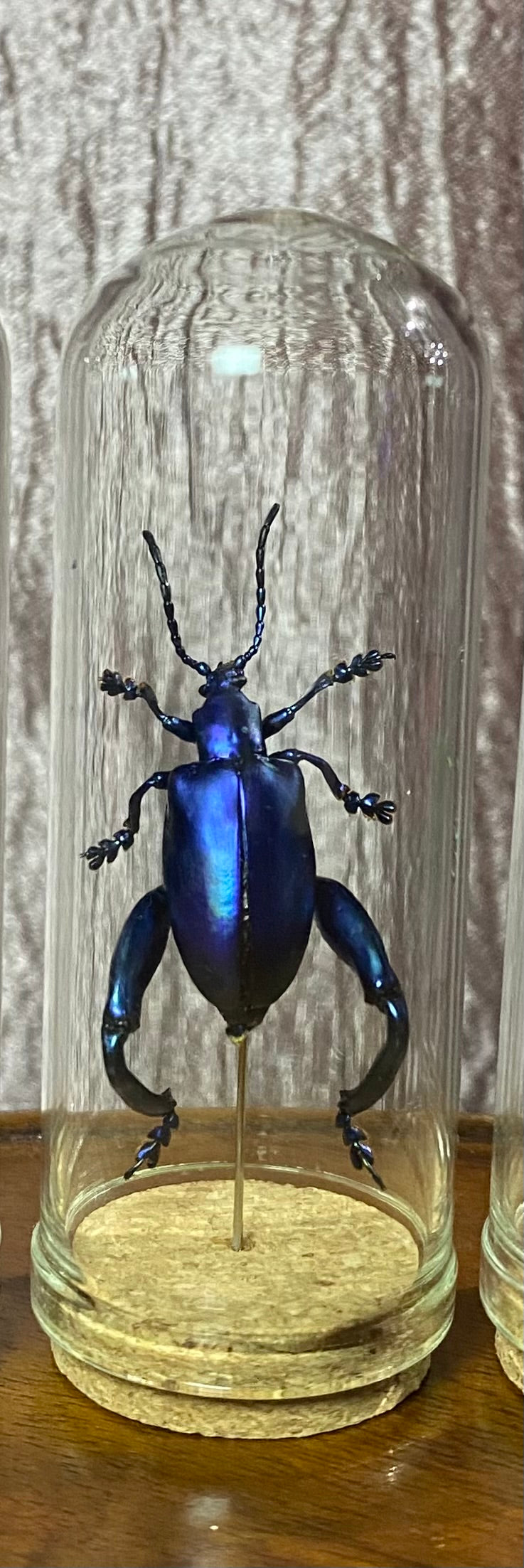 Frog Legged Beetles