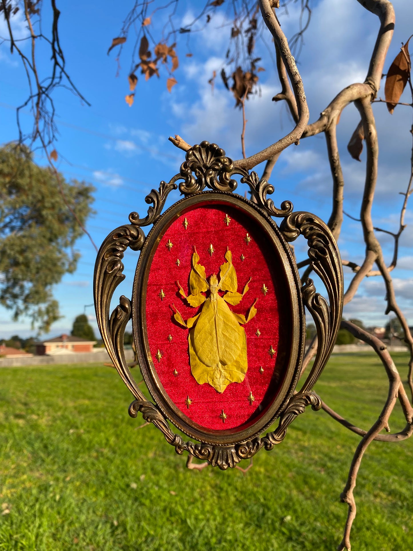 “Gold Veil” - Left Insect