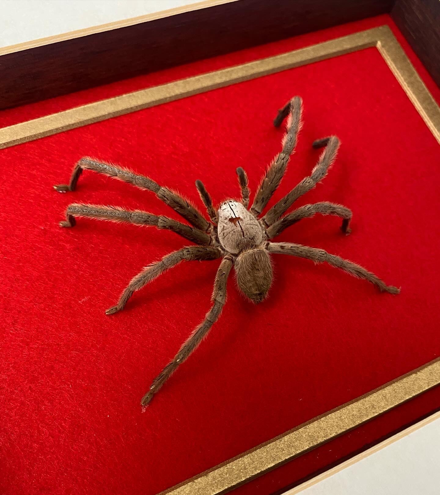 Huntsman Spider