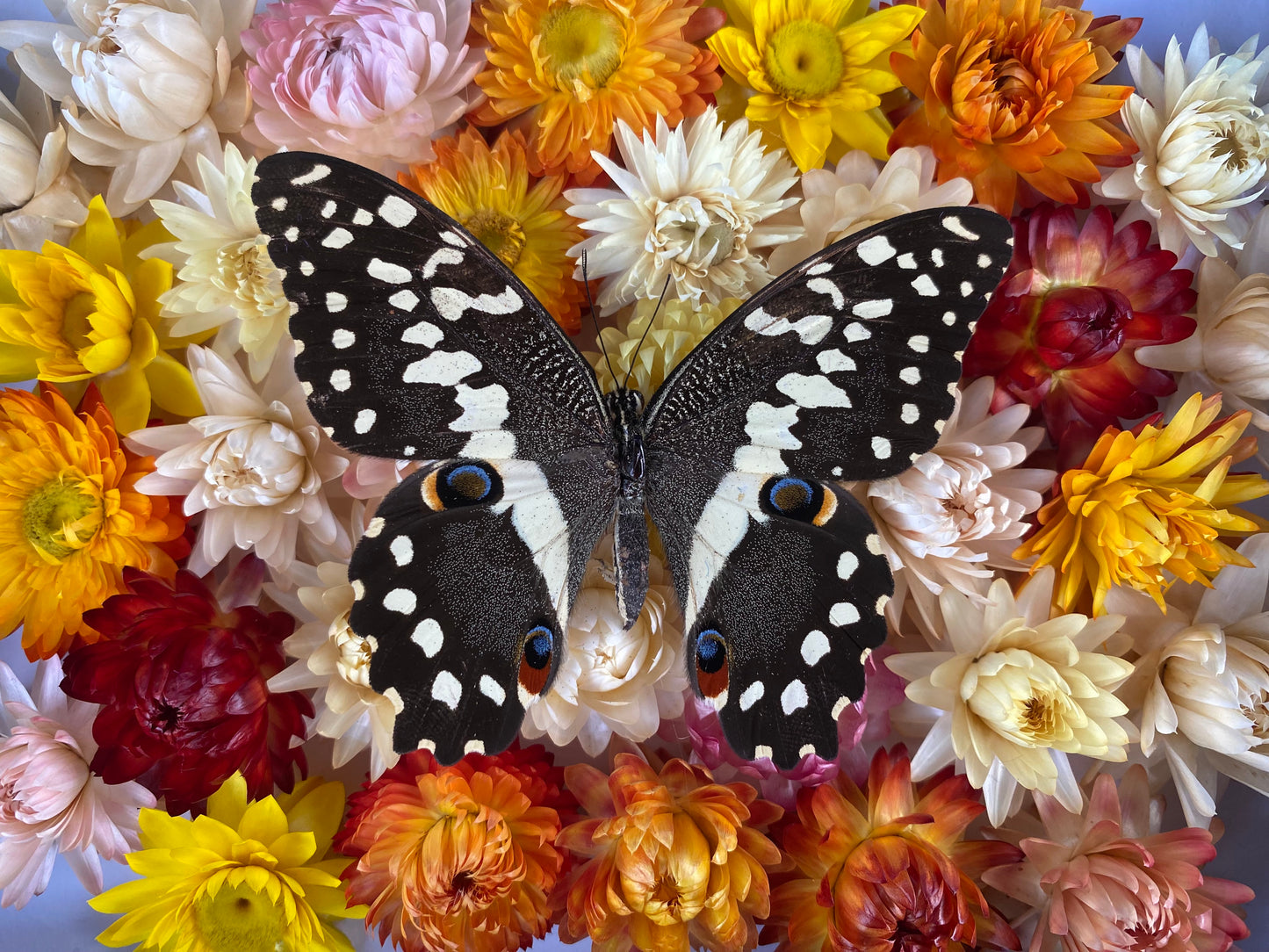 Citrus Swallowtail