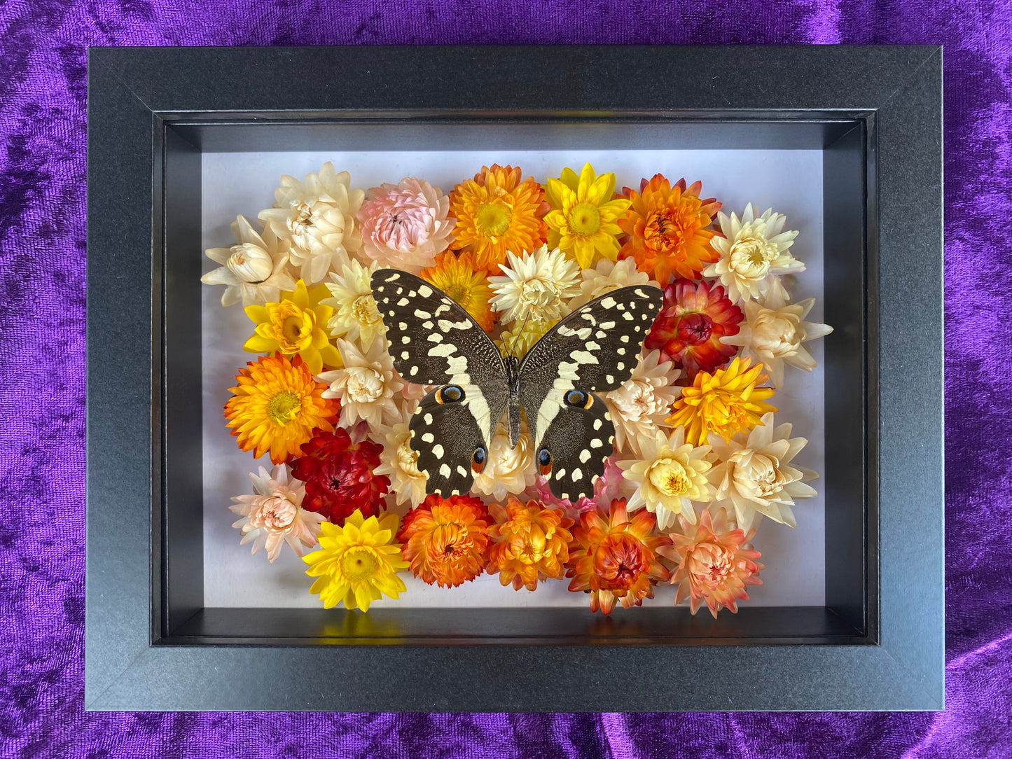 Citrus Swallowtail