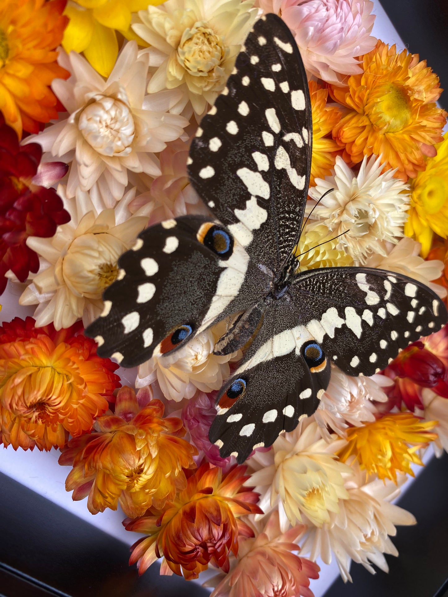 Citrus Swallowtail