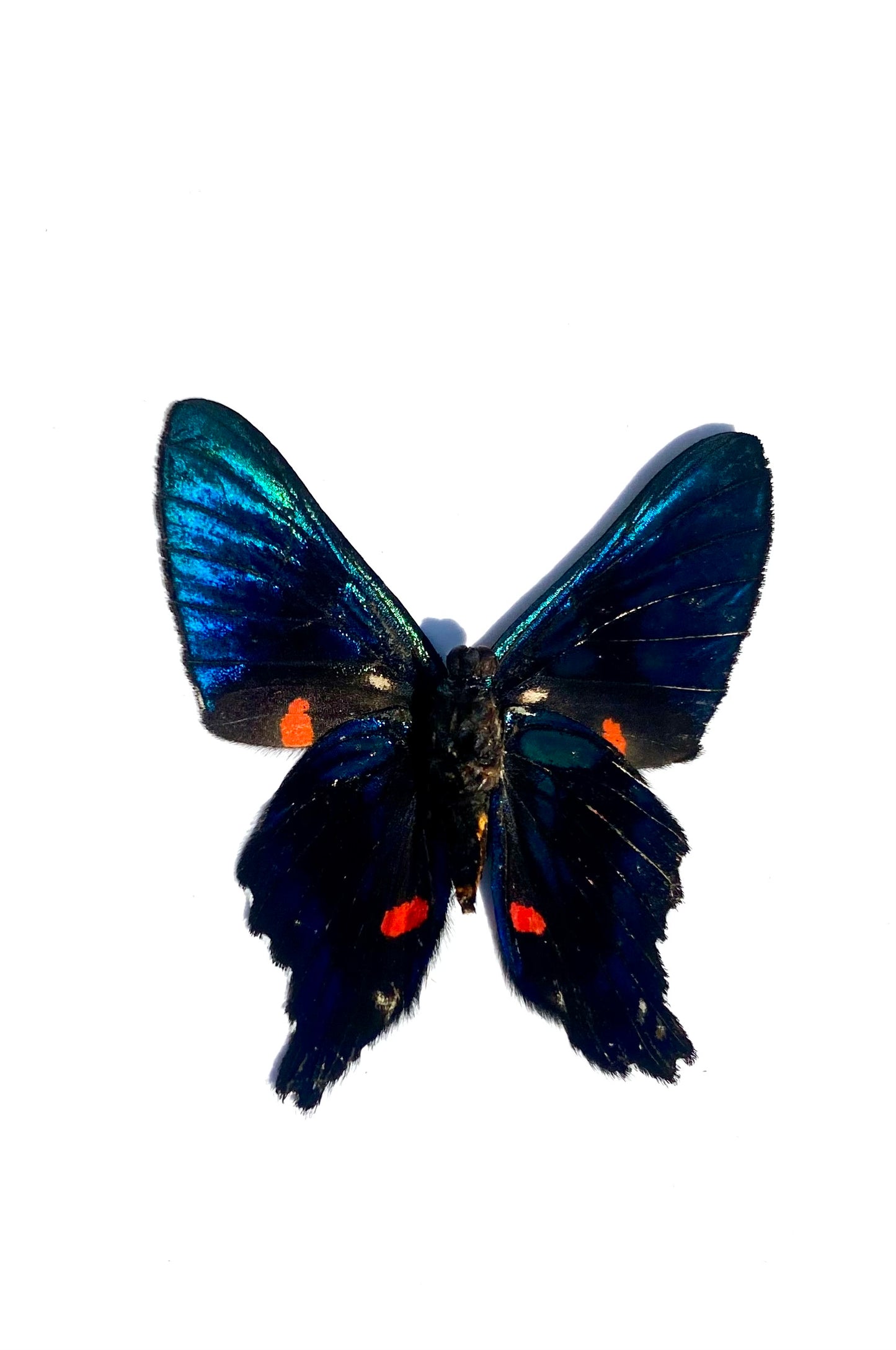 Rhetus Arcius & Ancyluris Meliboeus