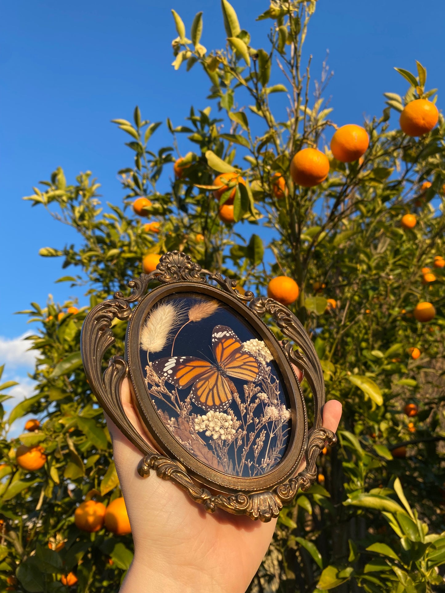 “Amber Bloom” - Monarch