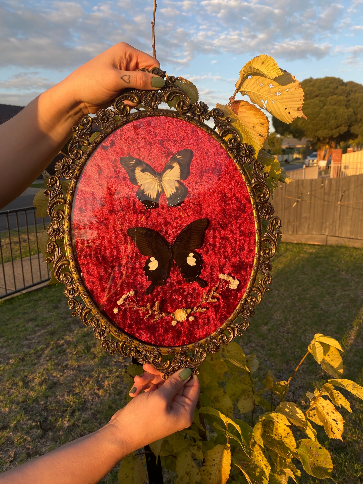 Kite Swallowtail & Helen Swallowtail Convex Frame