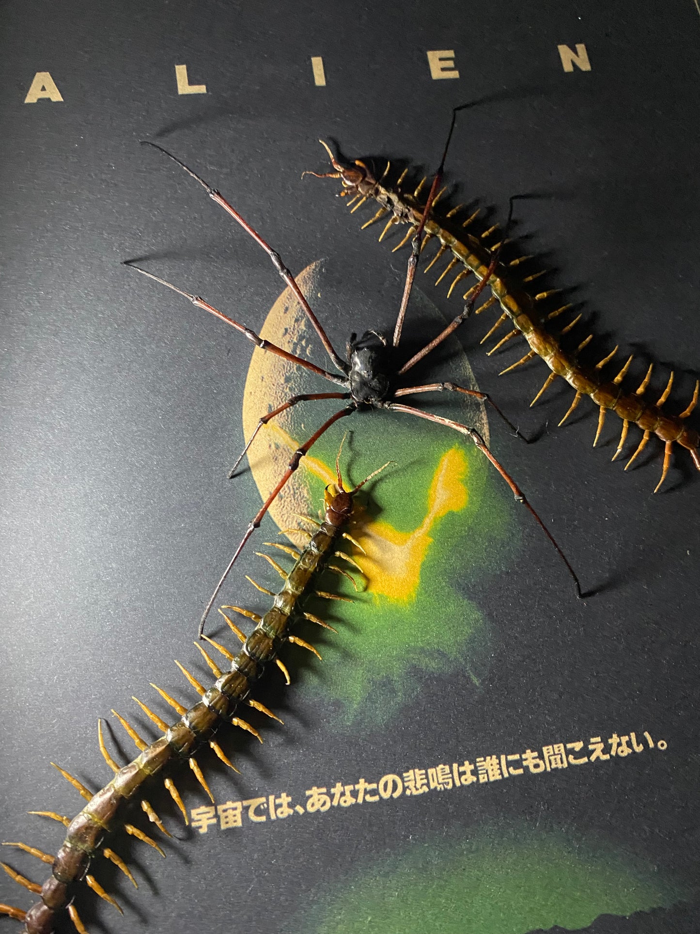 Alien Vs Centipede