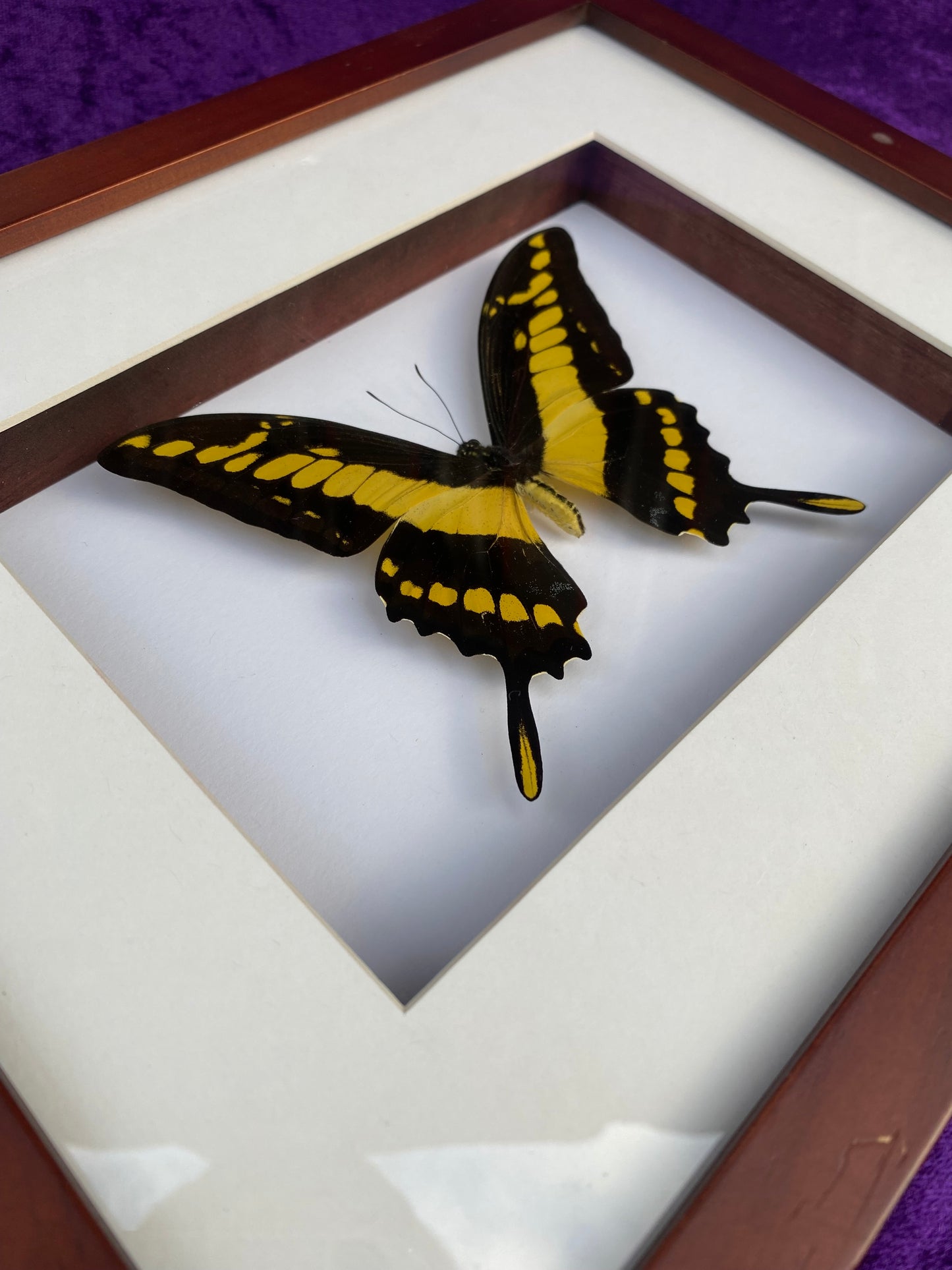 King Swallowtail / Papilio Thoas