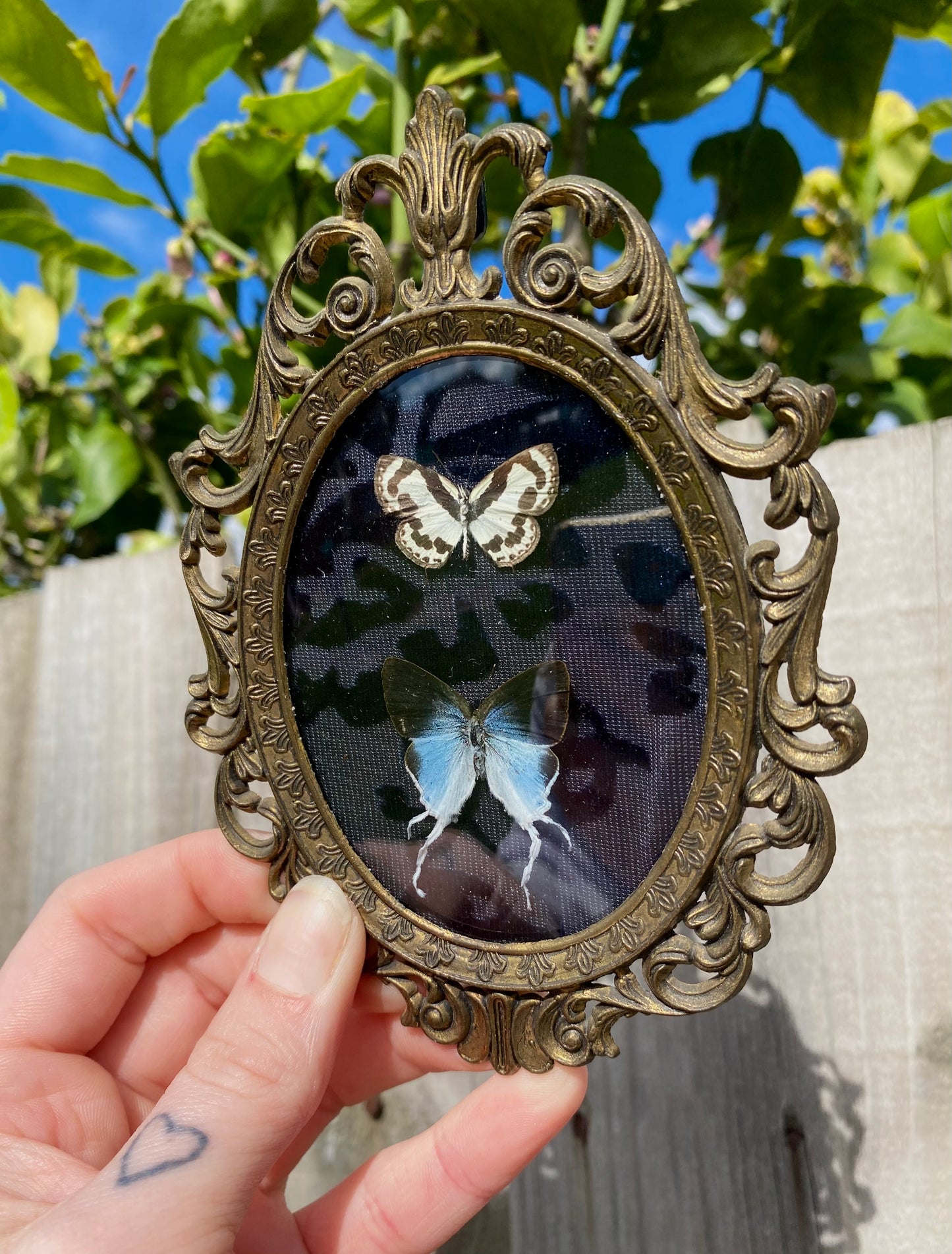 Lycaenidae Butterflies