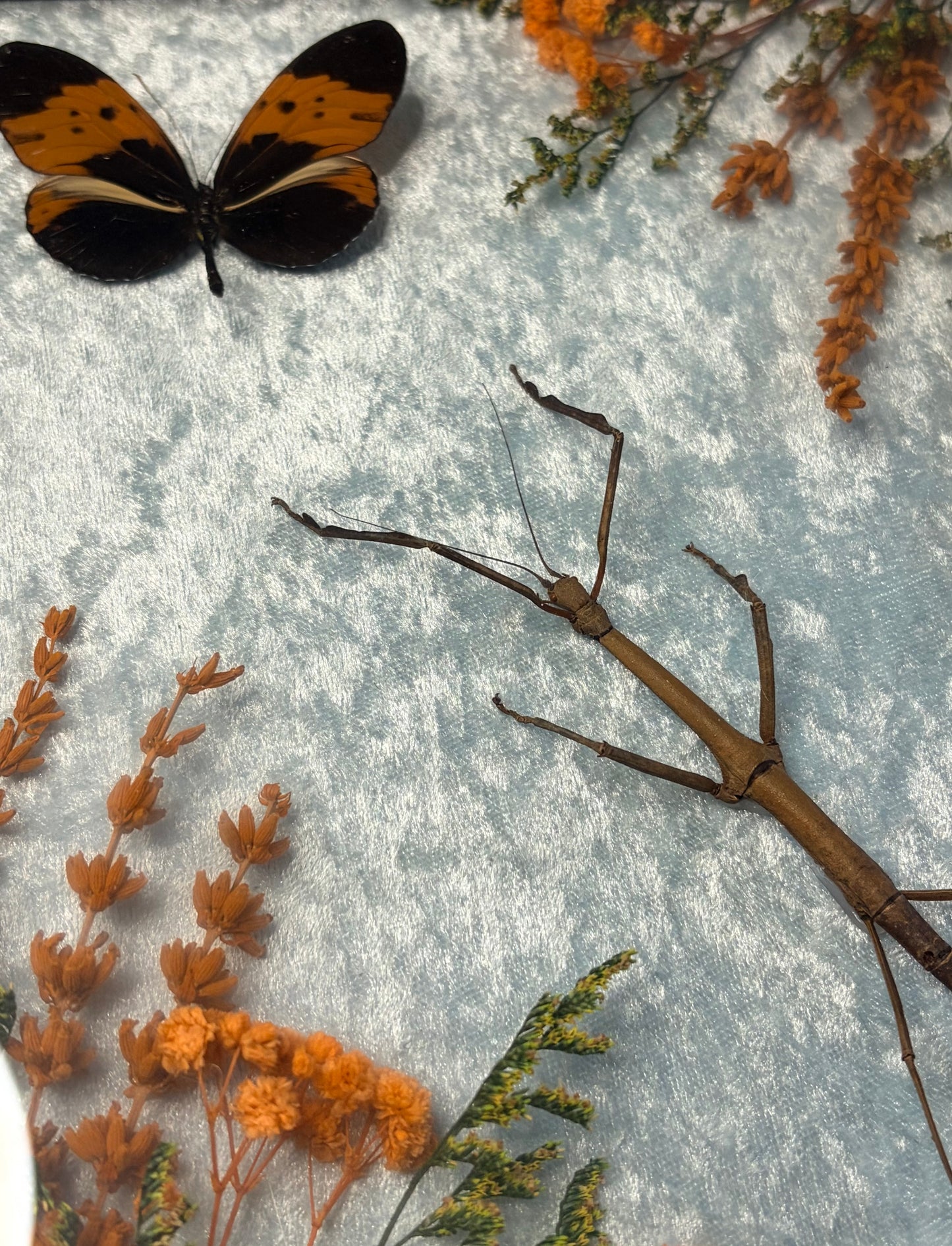 Stick insect & Heliconius Numata Bicoloratus