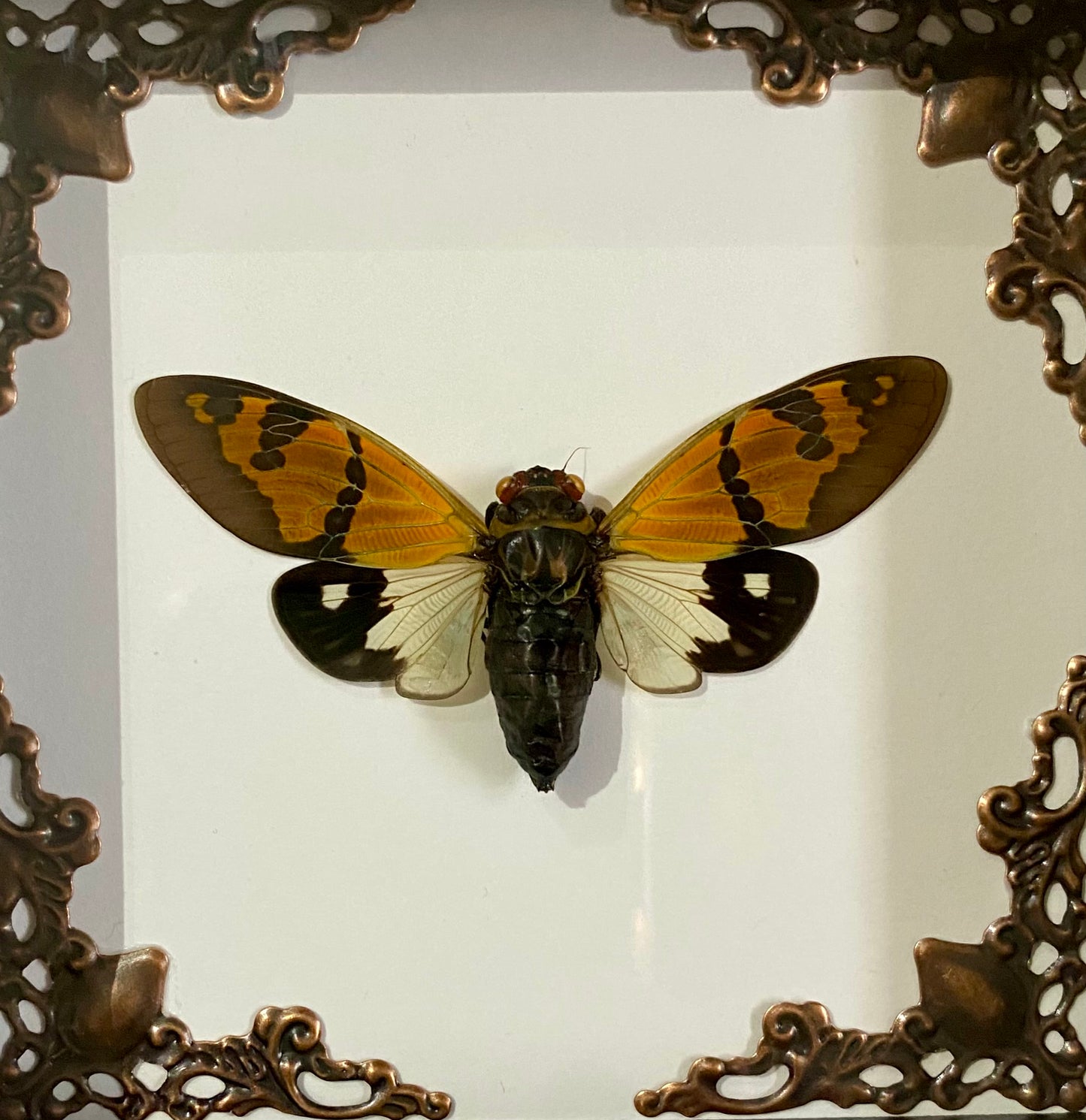 Gaeana festiva Cicada