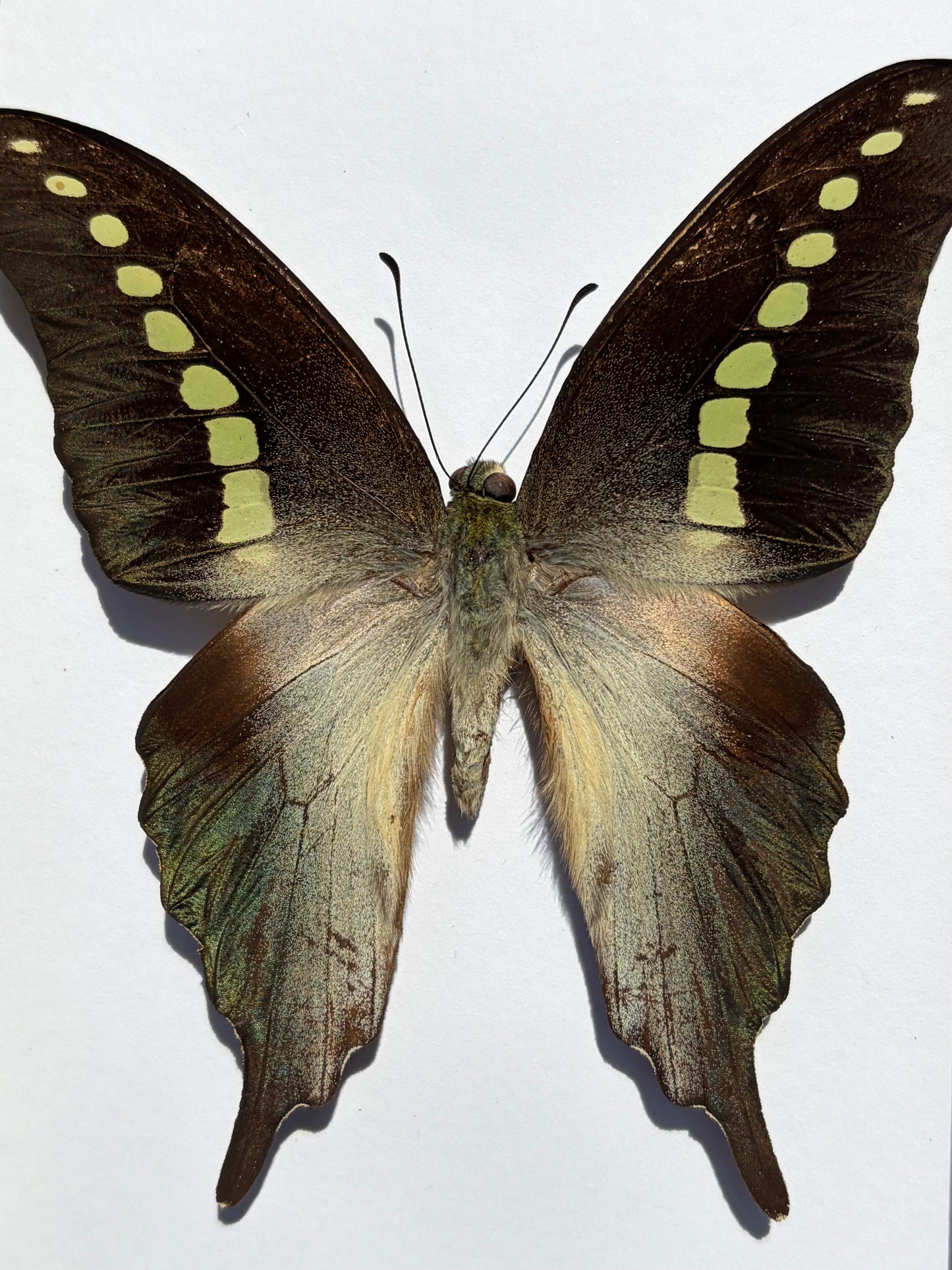 Graphium Codrus Codrus