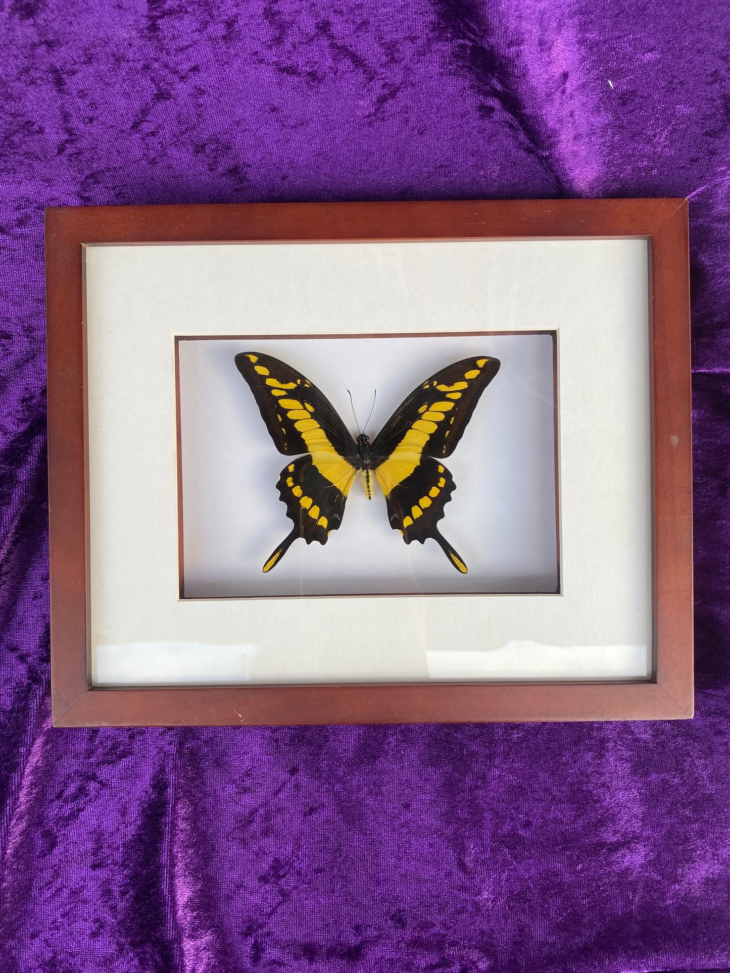 King Swallowtail / Papilio Thoas