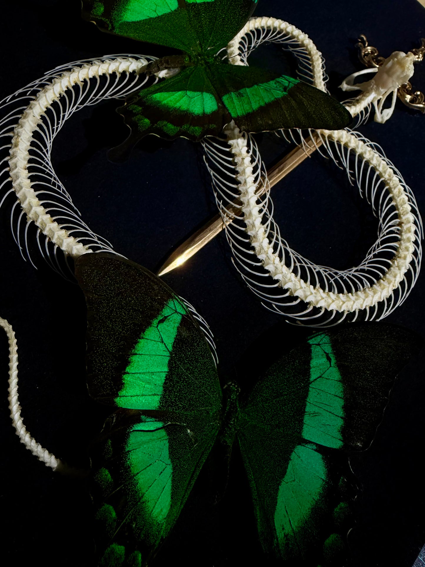 Pit viper & Papilio palinurus