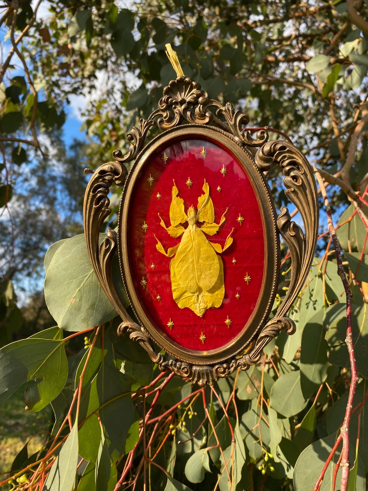 “Gold Veil” - Left Insect