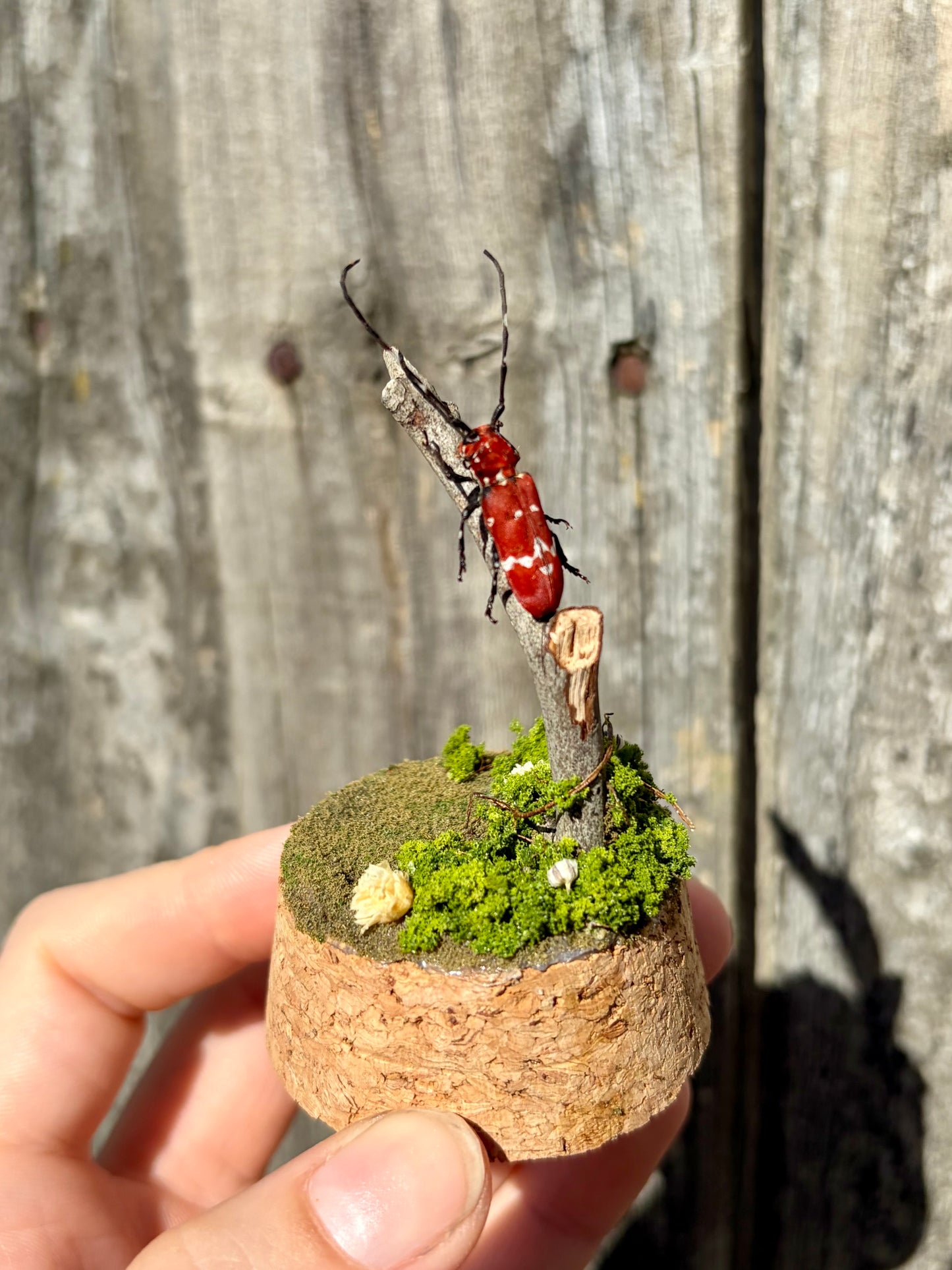 Callimation venustum