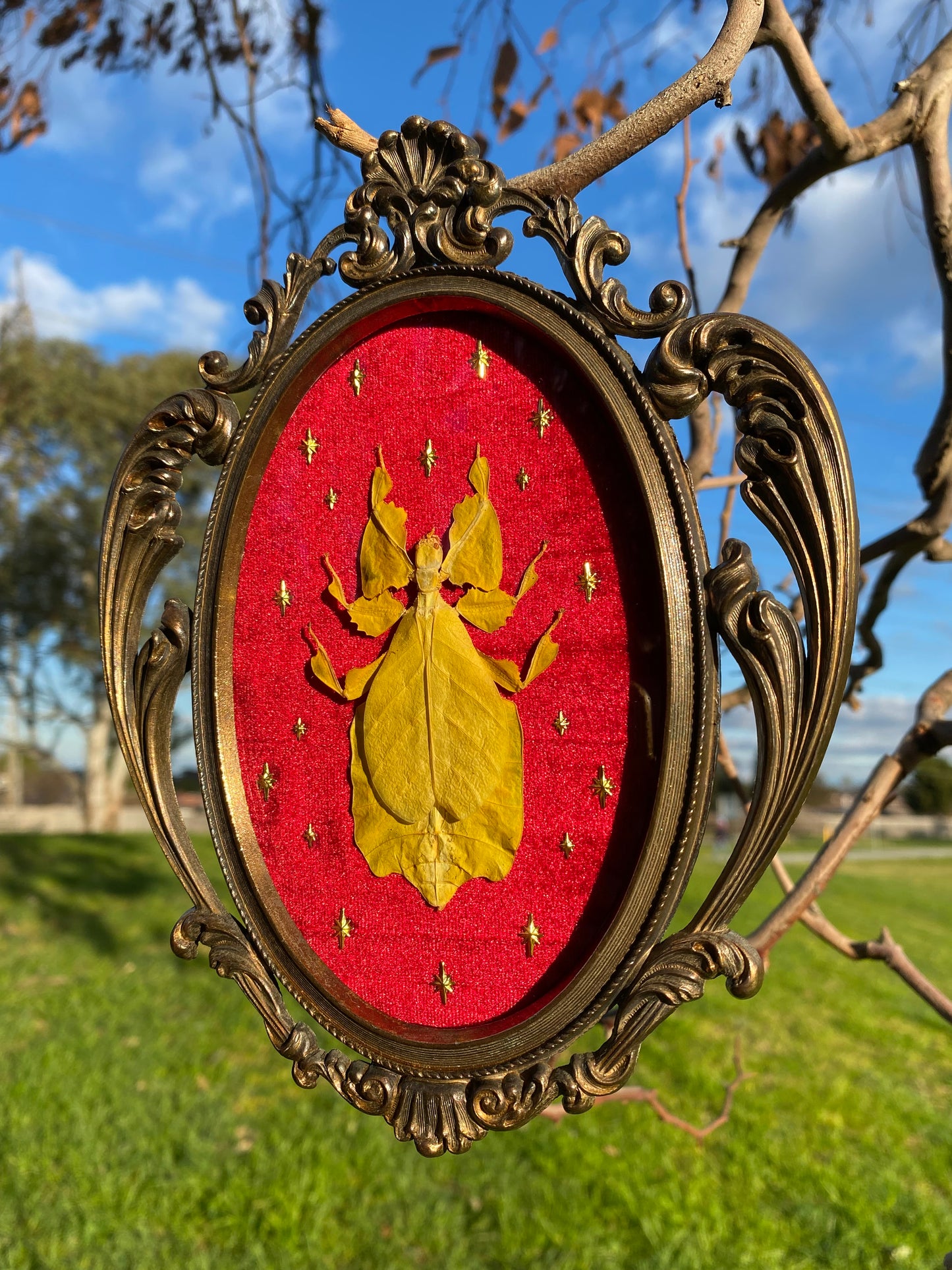 “Gold Veil” - Left Insect