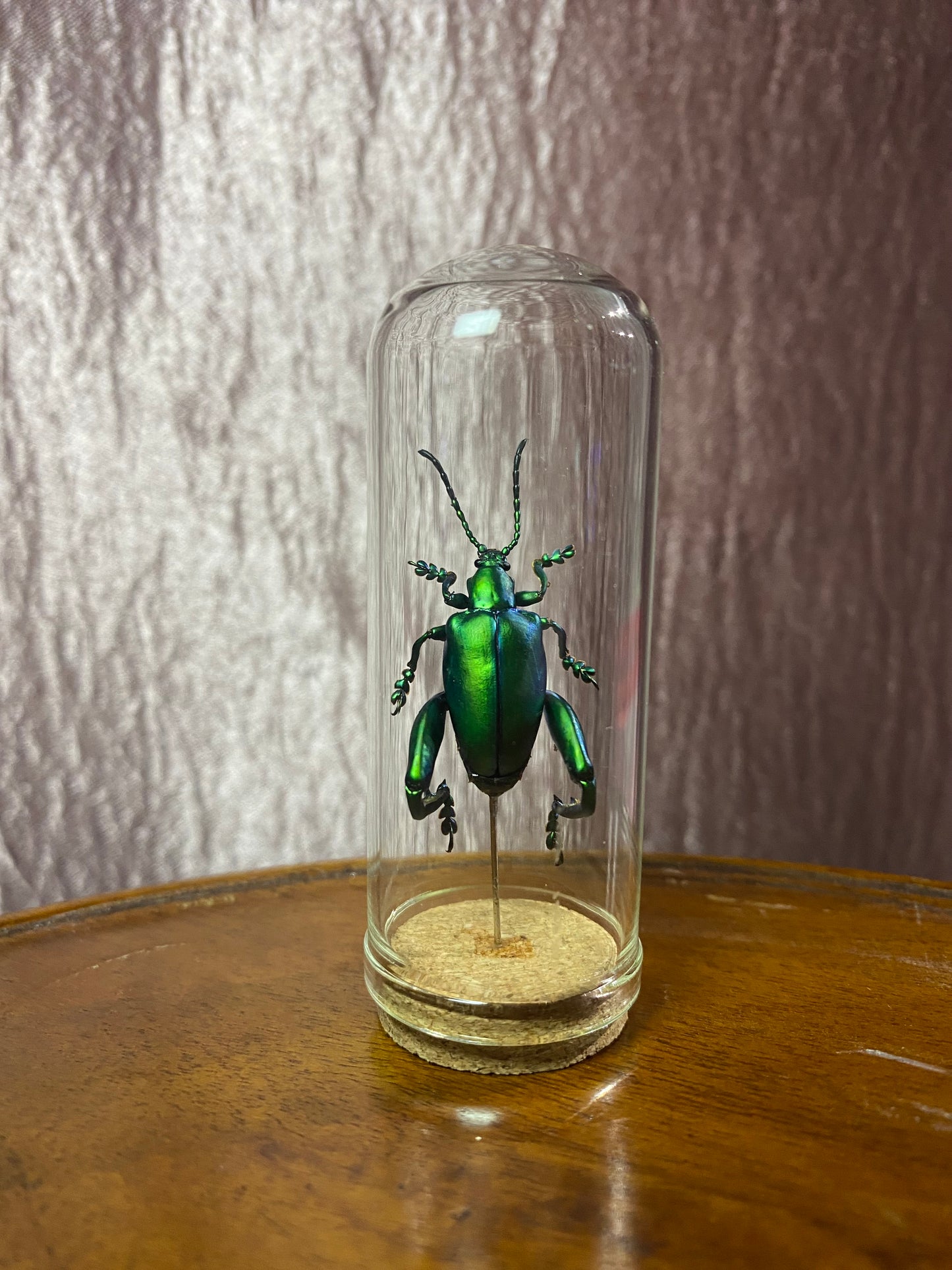 Frog Legged Beetles