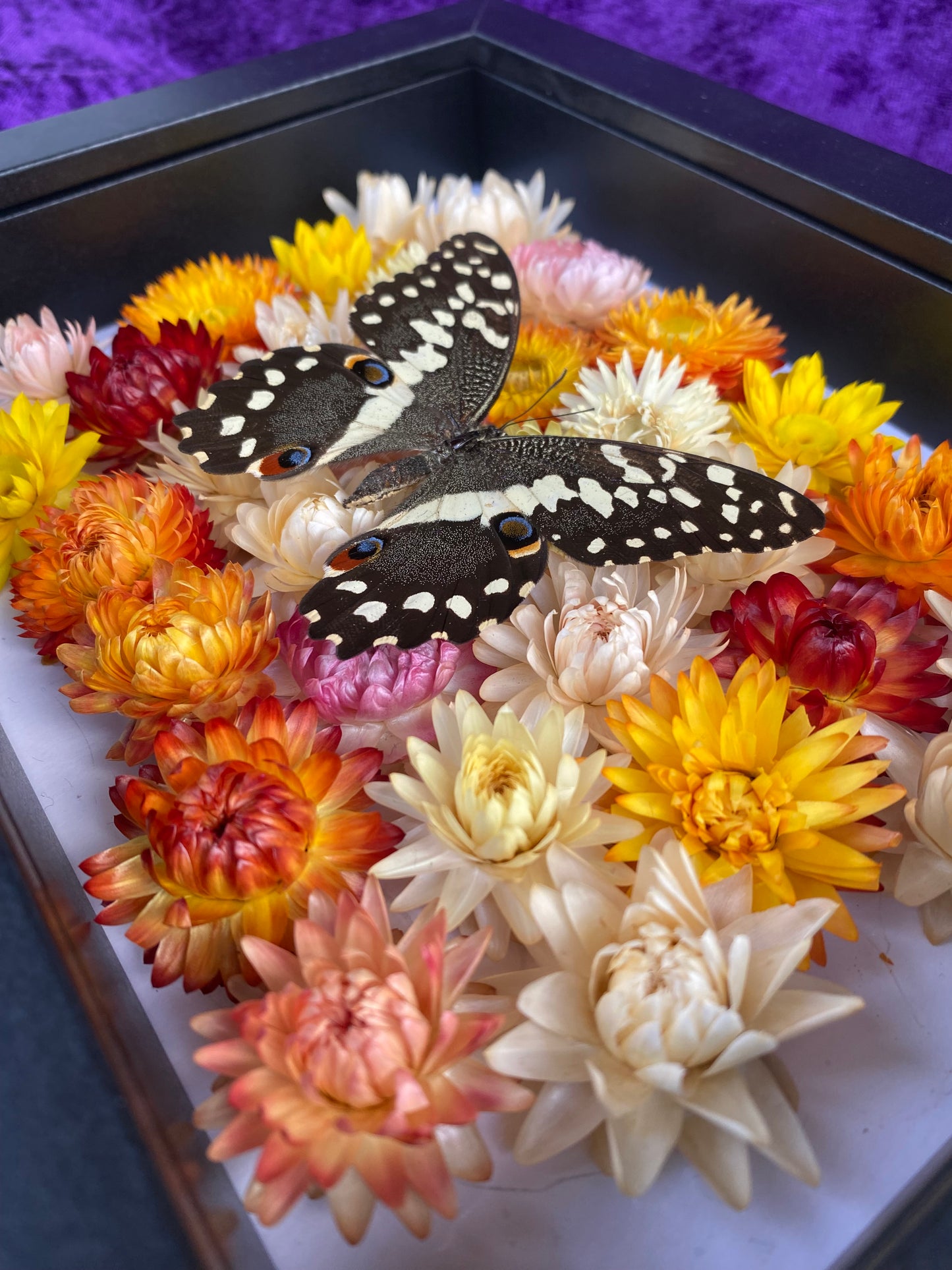 Citrus Swallowtail