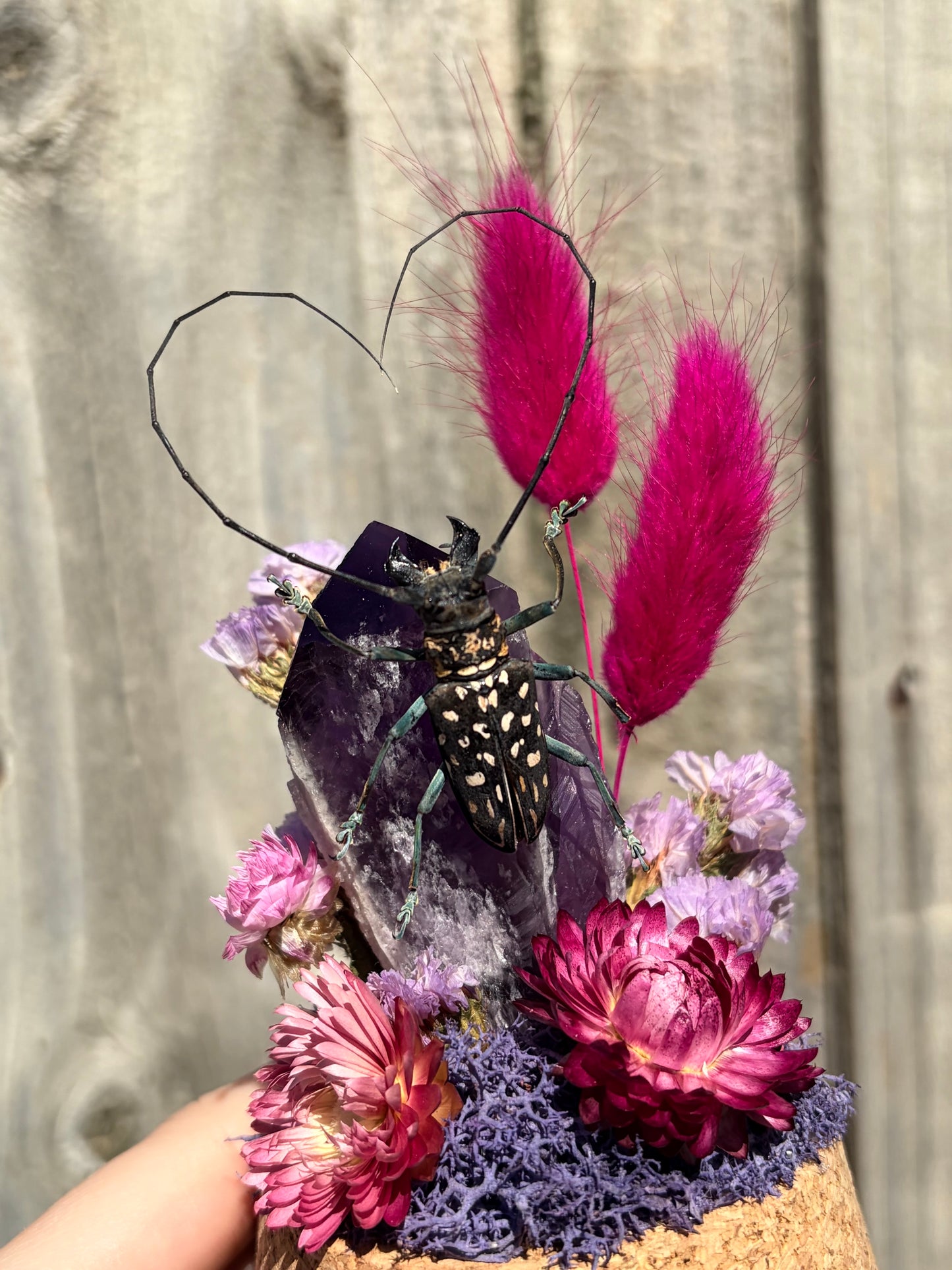 Stellognatha maculata