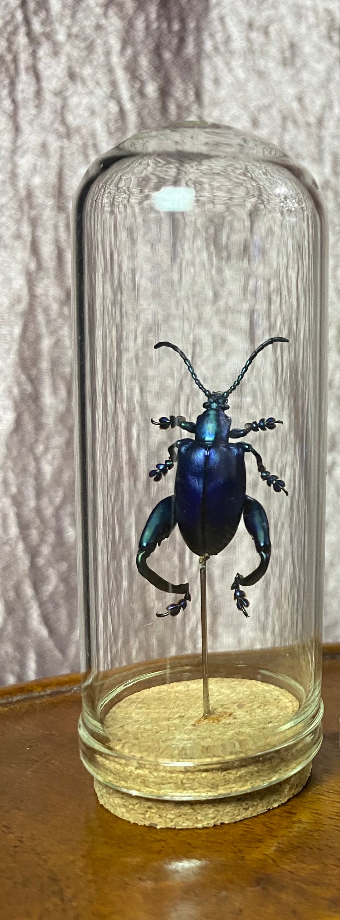 Frog Legged Beetles