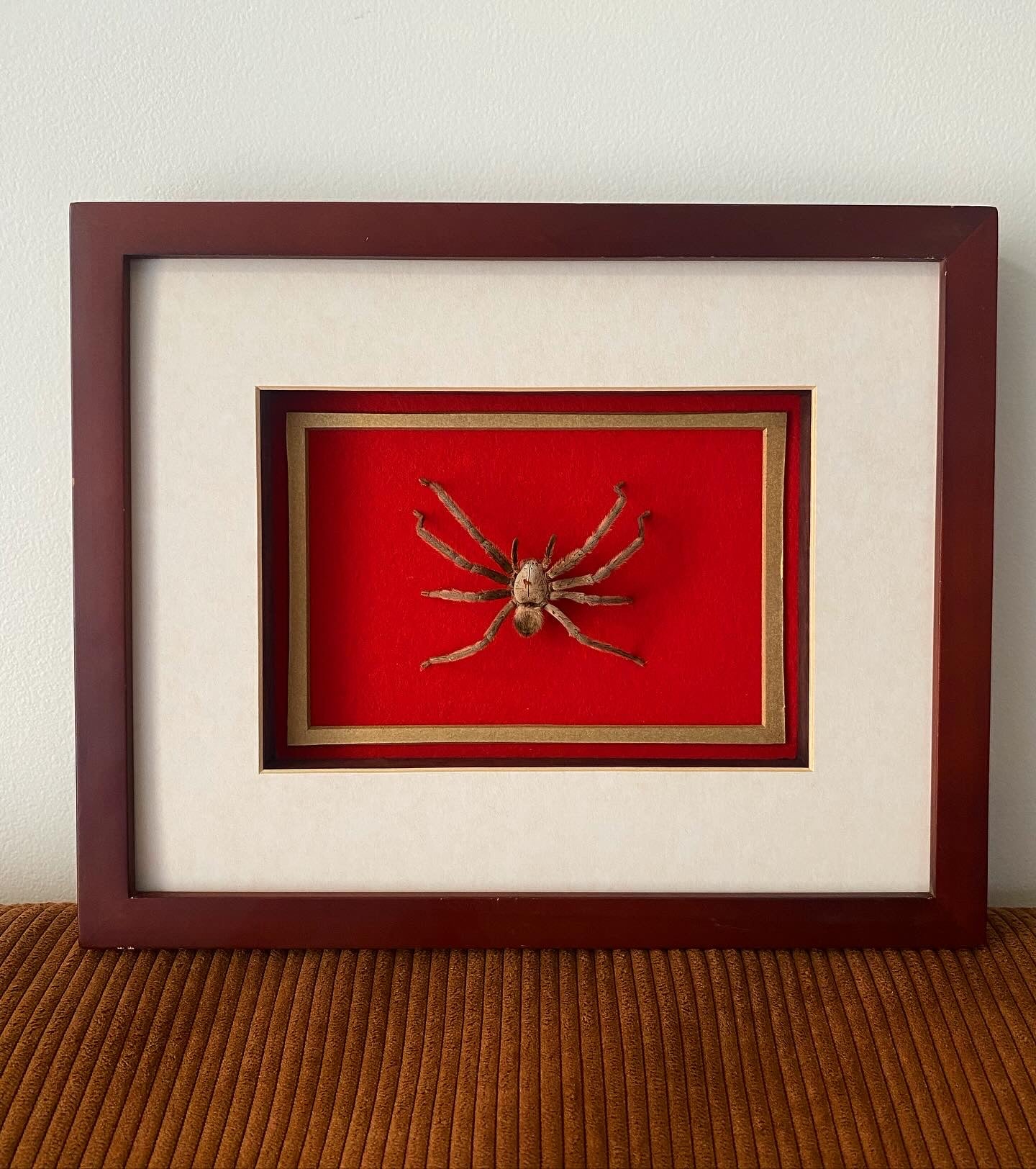 Huntsman Spider