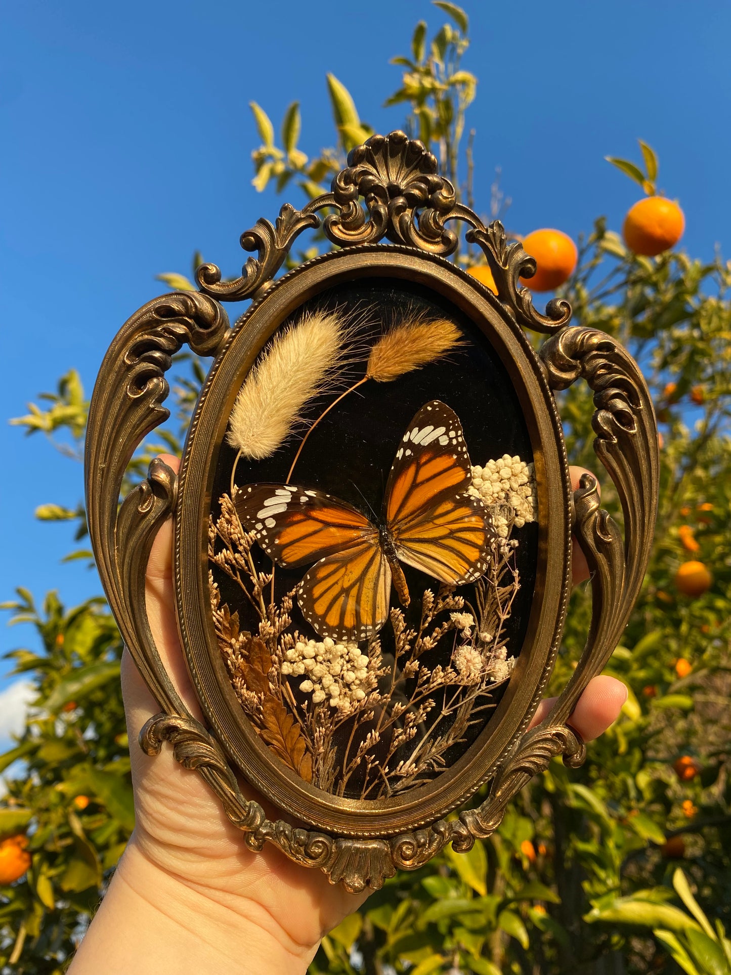 “Amber Bloom” - Monarch