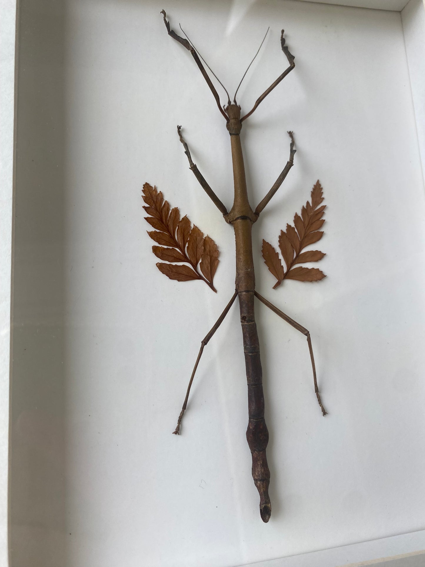 Stick Insect