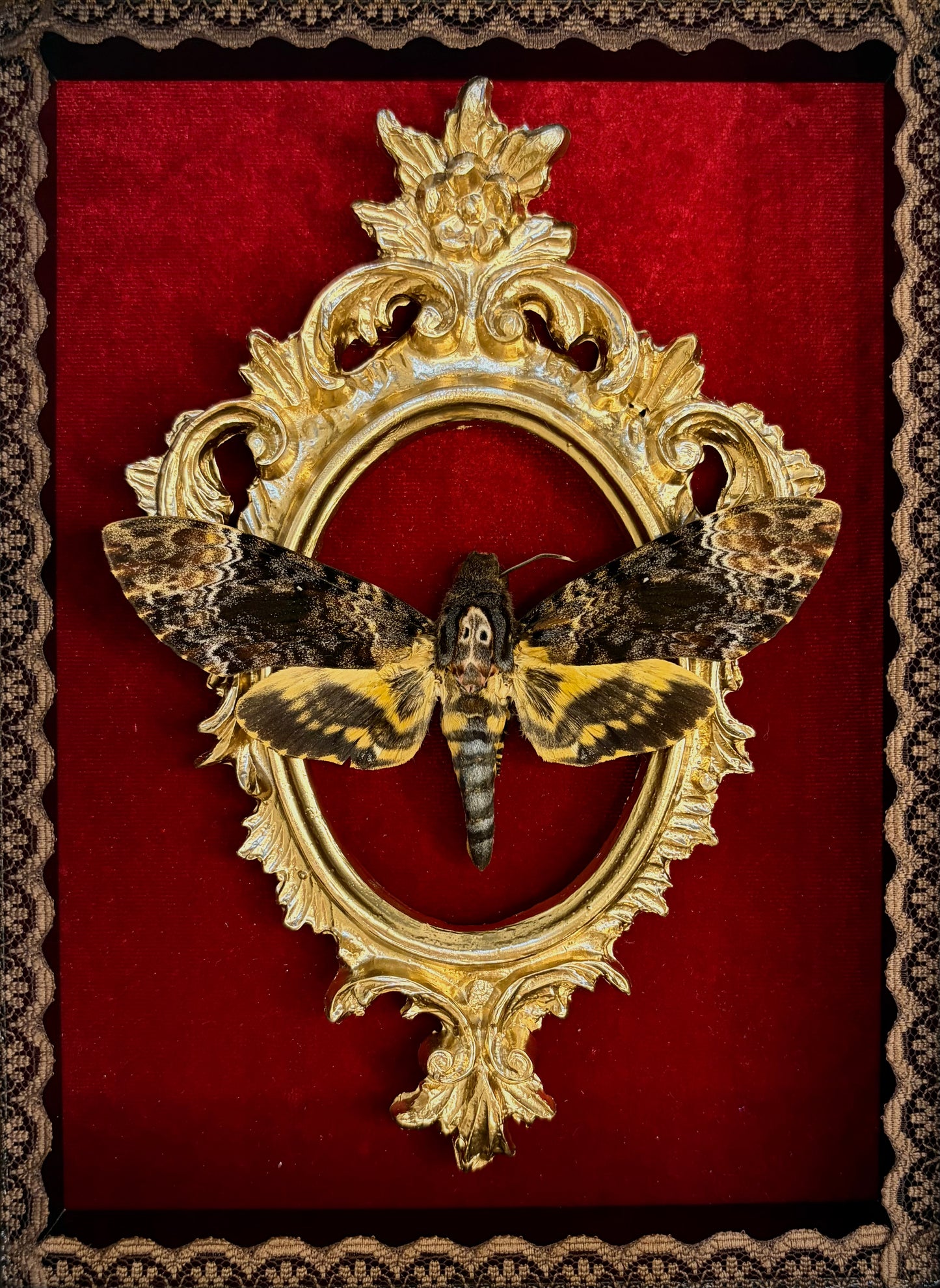 The Royal Death's-head hawkmoth