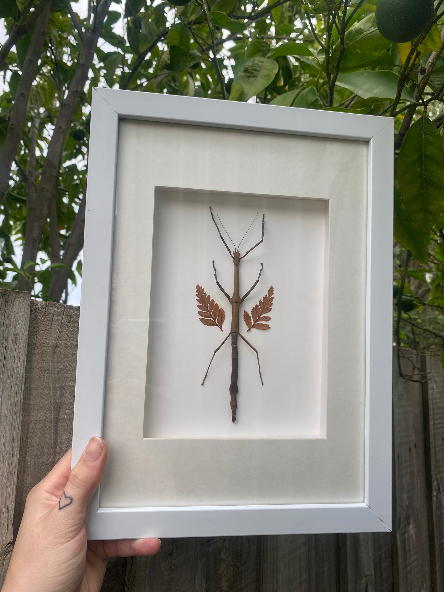 Stick Insect