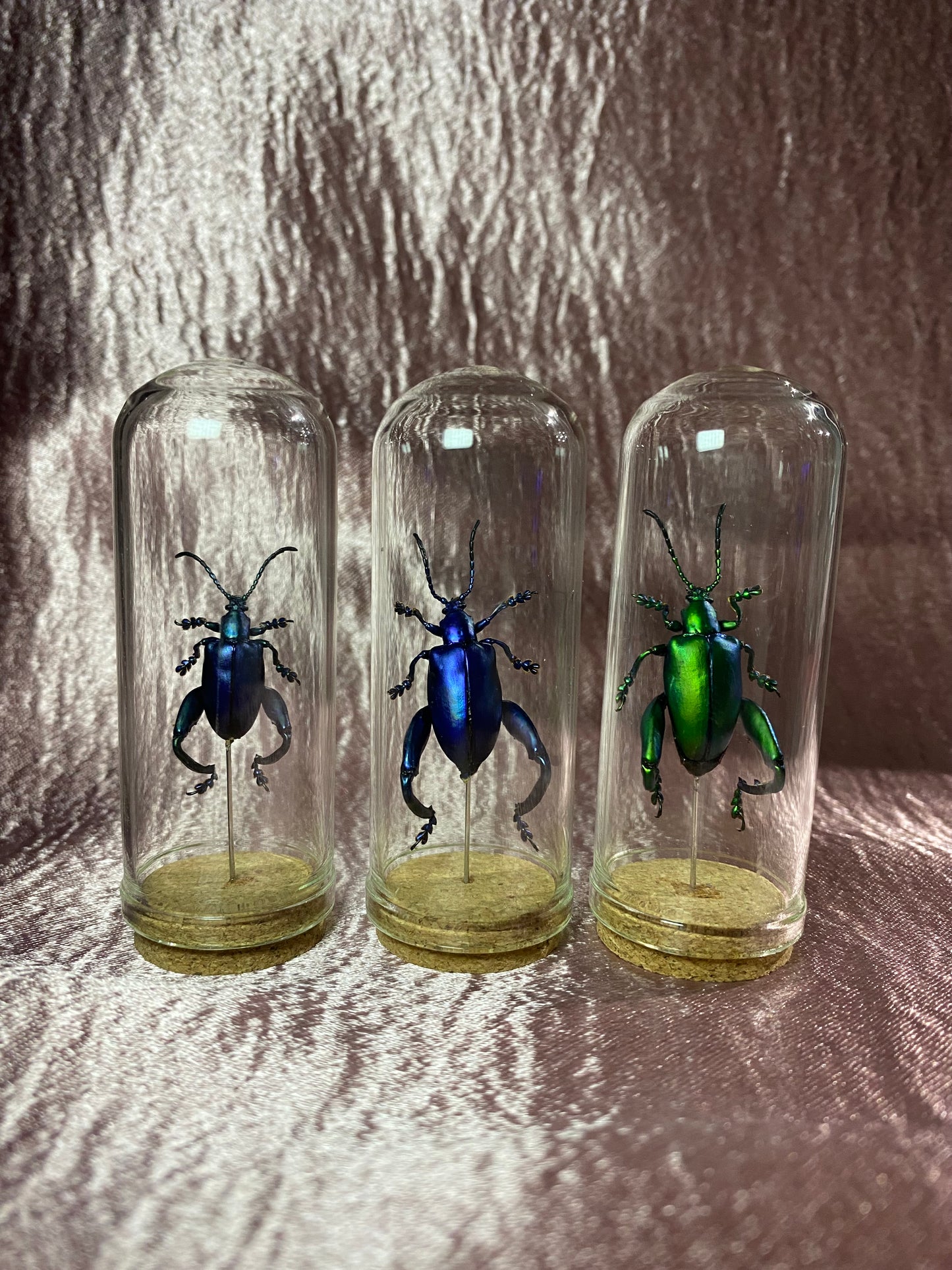 Frog Legged Beetles