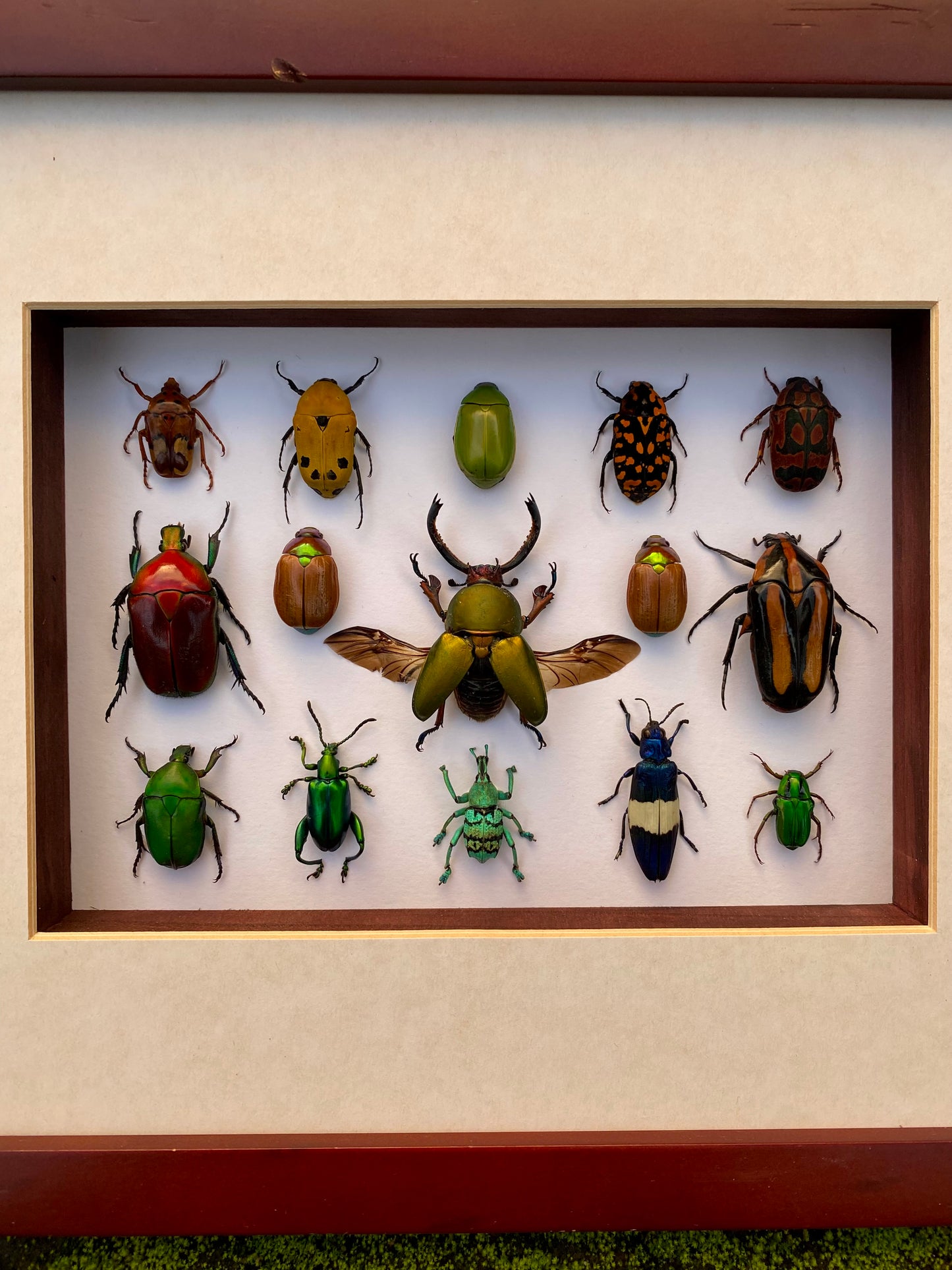 The Collection
