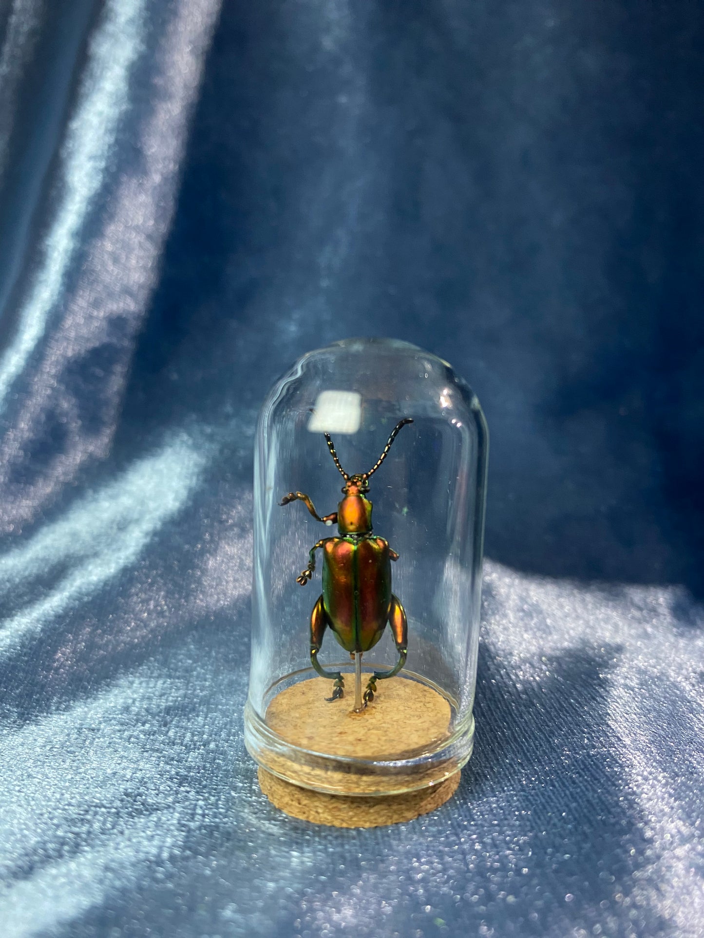 Frog Legged Beetles
