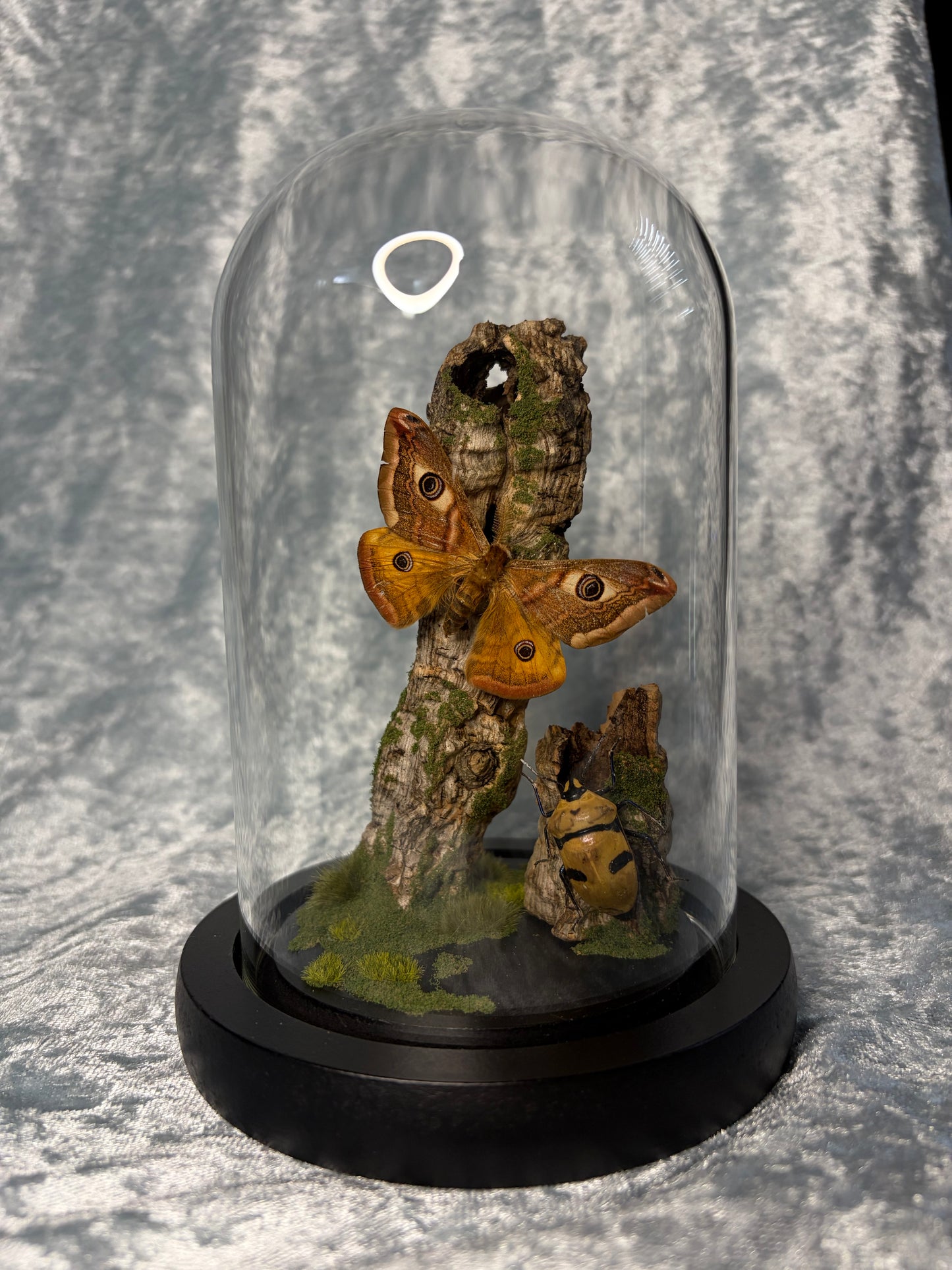 Medow Dwellers