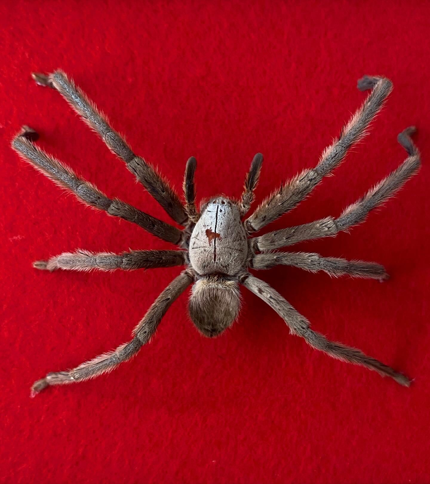 Huntsman Spider