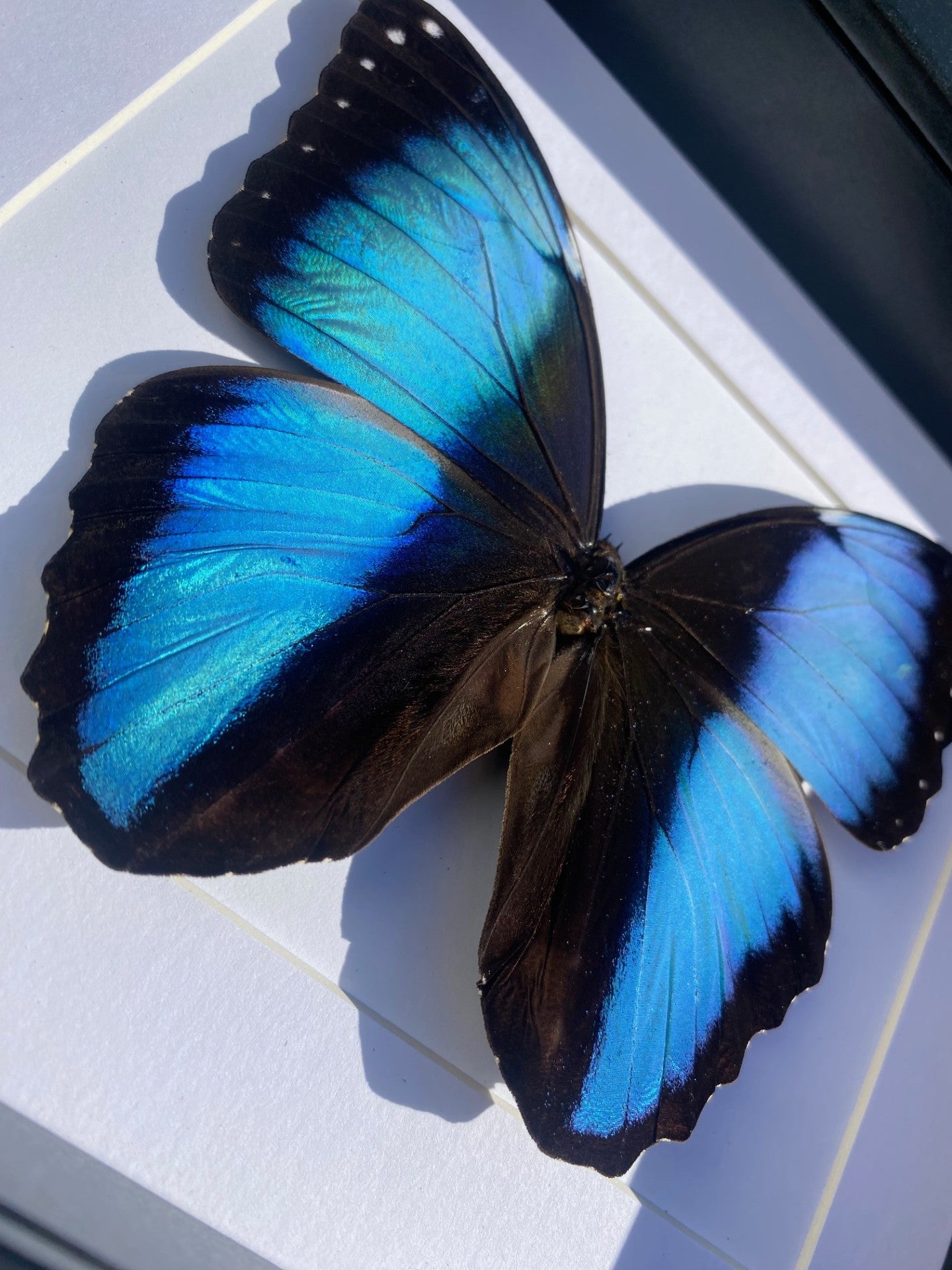 Morpho Achilles