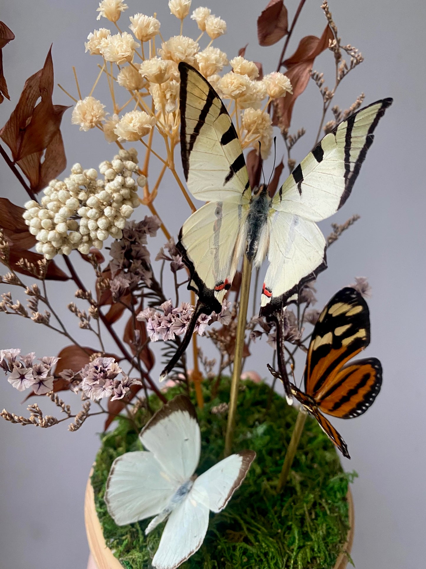 Lemon Migrant, Isabella Longwing, Fourbar Swallowtail