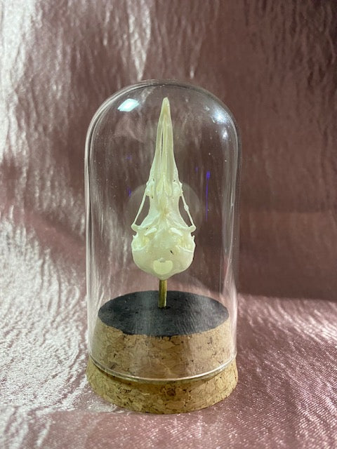Noisy Minor Bird Skull