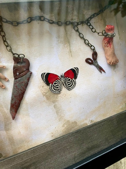 Diaethria clymena (Saw Inspired)