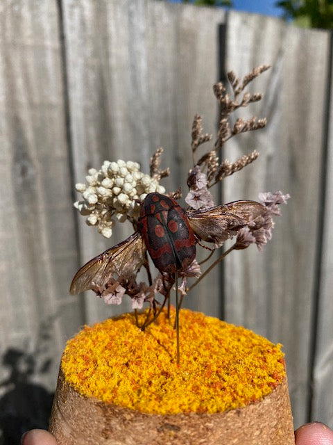 Ornate Sun Beetle