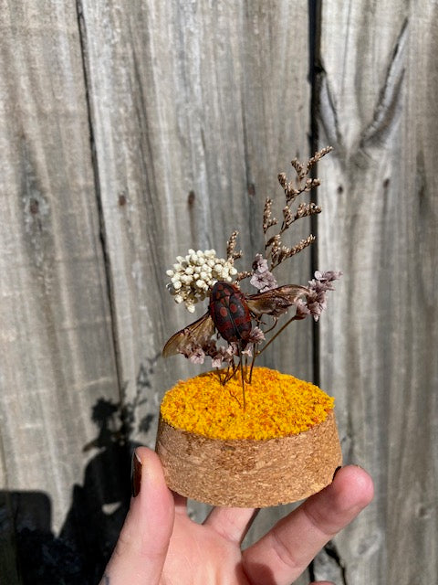 Ornate Sun Beetle