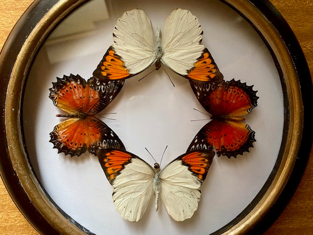 Cethosia biblis perakana & Hebomoia glaucippe aturia
