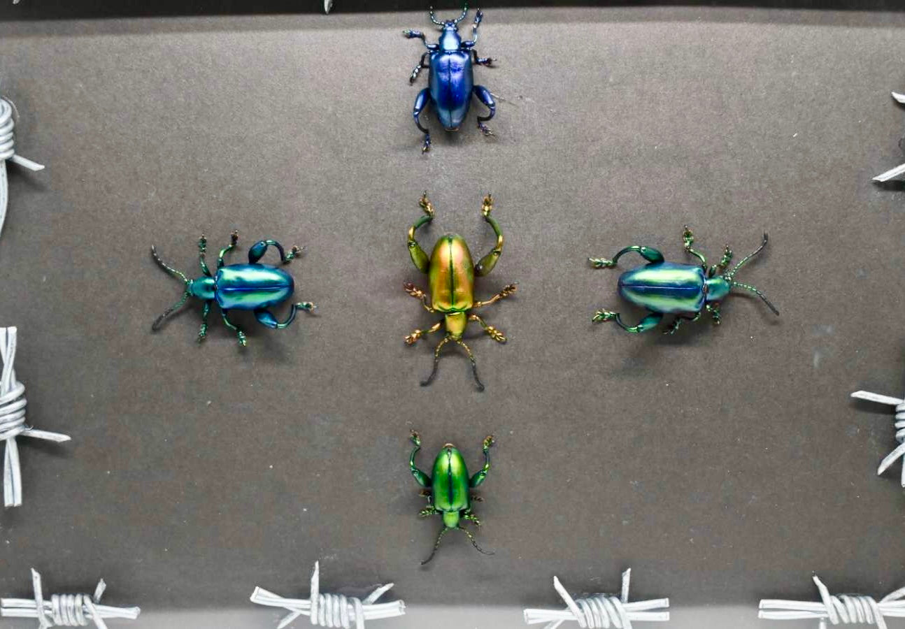 Frog Leg Beetles