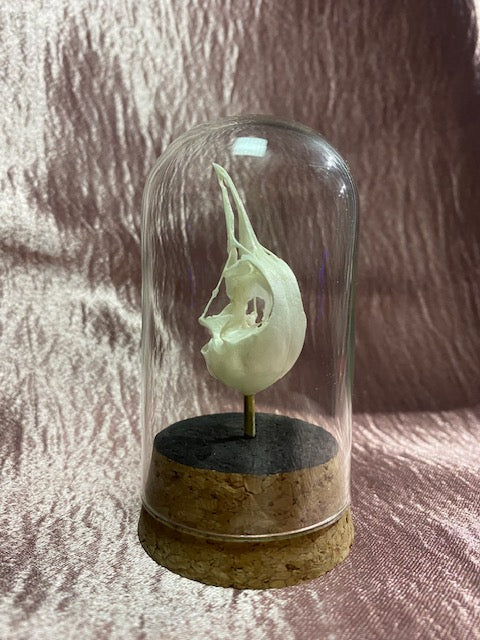 Noisy Minor Bird Skull