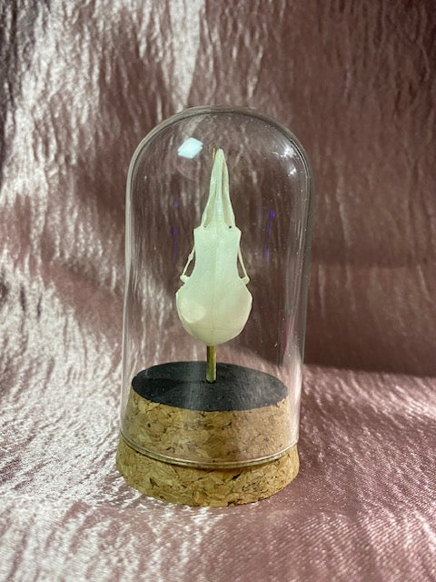Noisy Minor Bird Skull