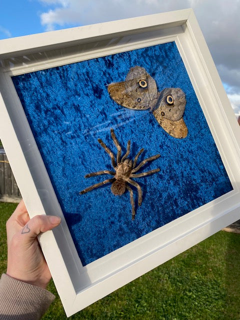 Orange-banded tarantula & Giant forest owl moth