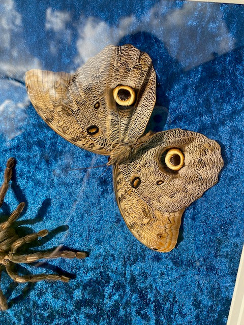 Orange-banded tarantula & Giant forest owl moth