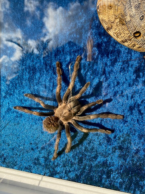 Orange-banded tarantula & Giant forest owl moth