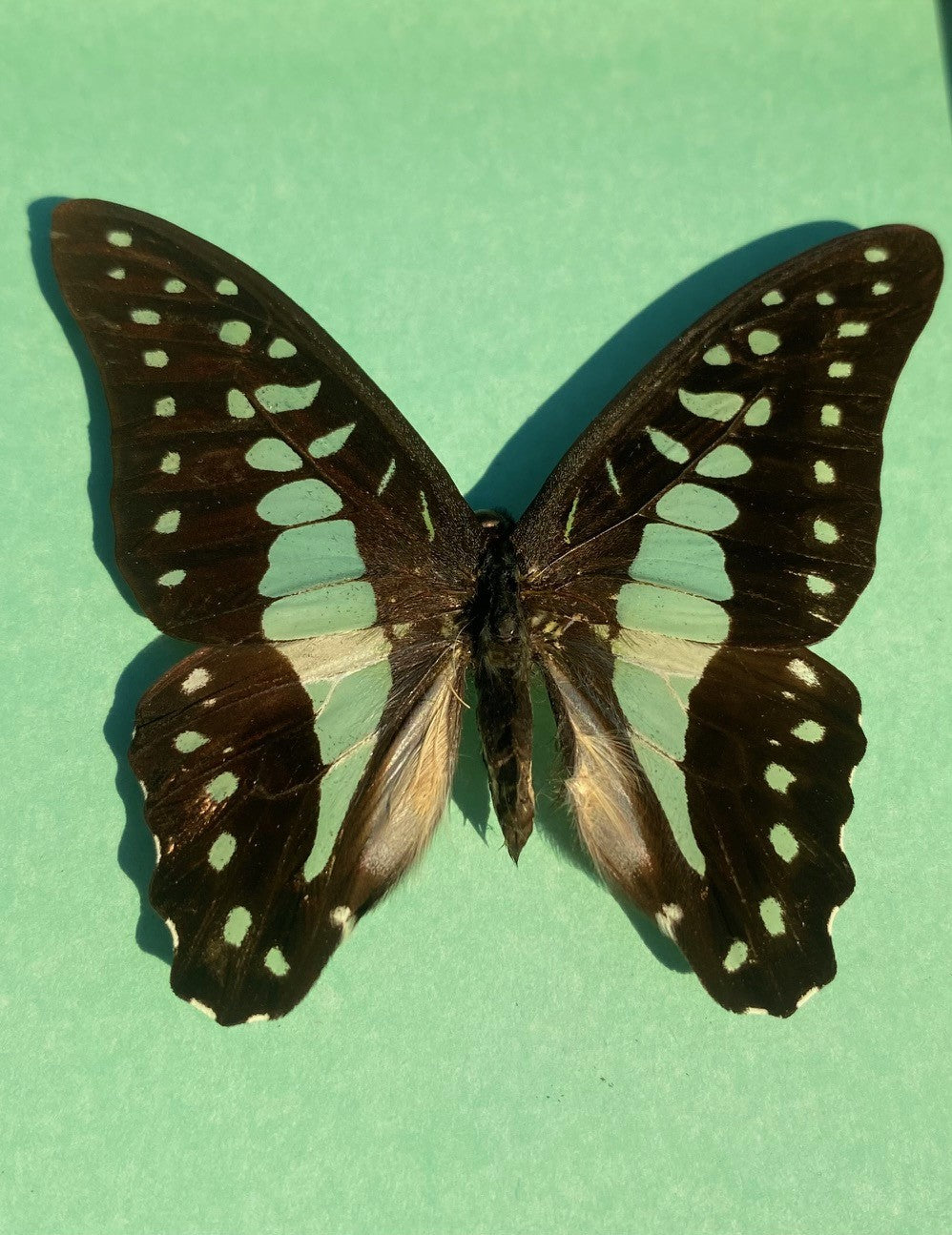 Common Bluebottle