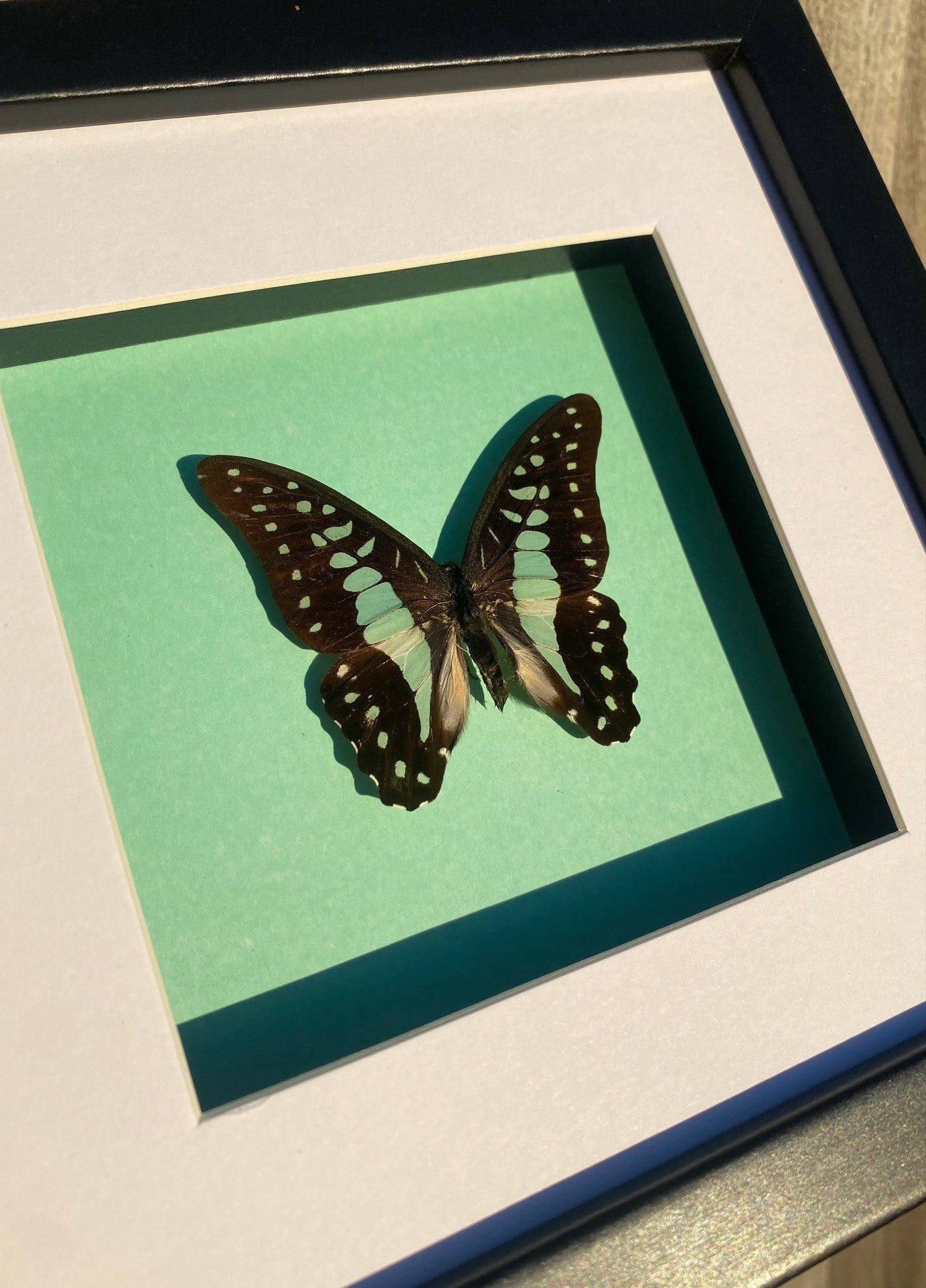 Common Bluebottle