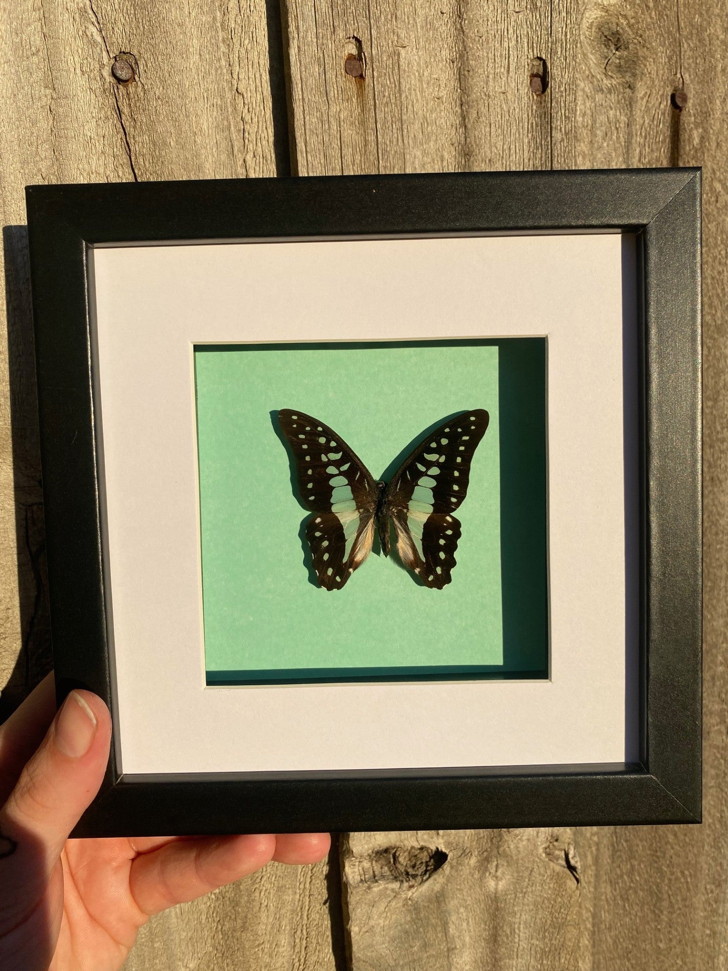 Common Bluebottle